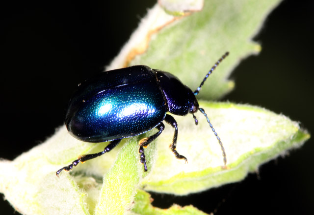Oreina cacaliae - Copyright Denis Bourgeois